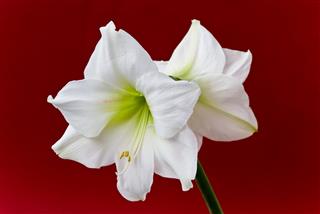 Amaryllis Closeup