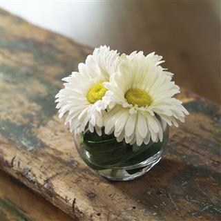 White Daisy Flowers