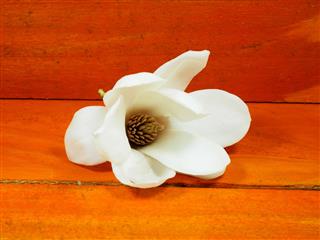 Magnolia Flowers