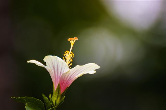 Hibiscus Flower