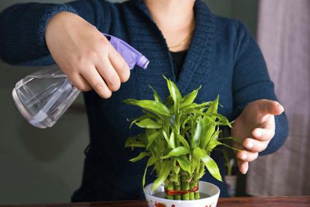 lucky bamboo plant