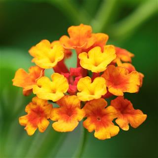 Lantana Flowers