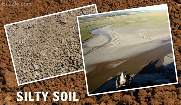 Silty Soil