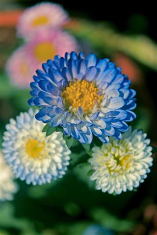 Purple Aster