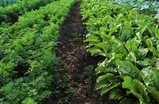 Garden with vegetable beds