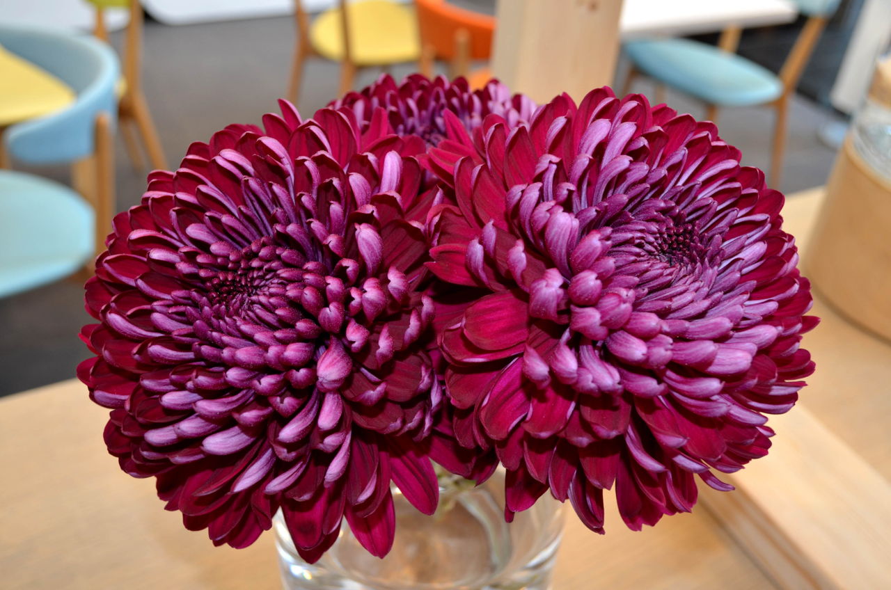 Purple Chrysanthemum Flower