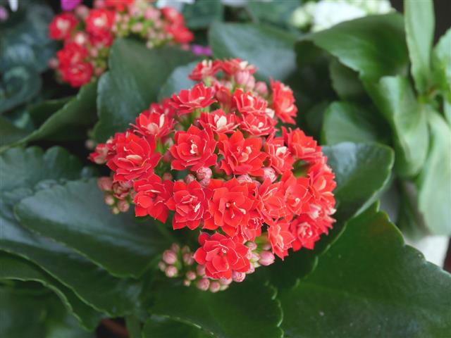 Red Kalanchoe Succulent Flowers