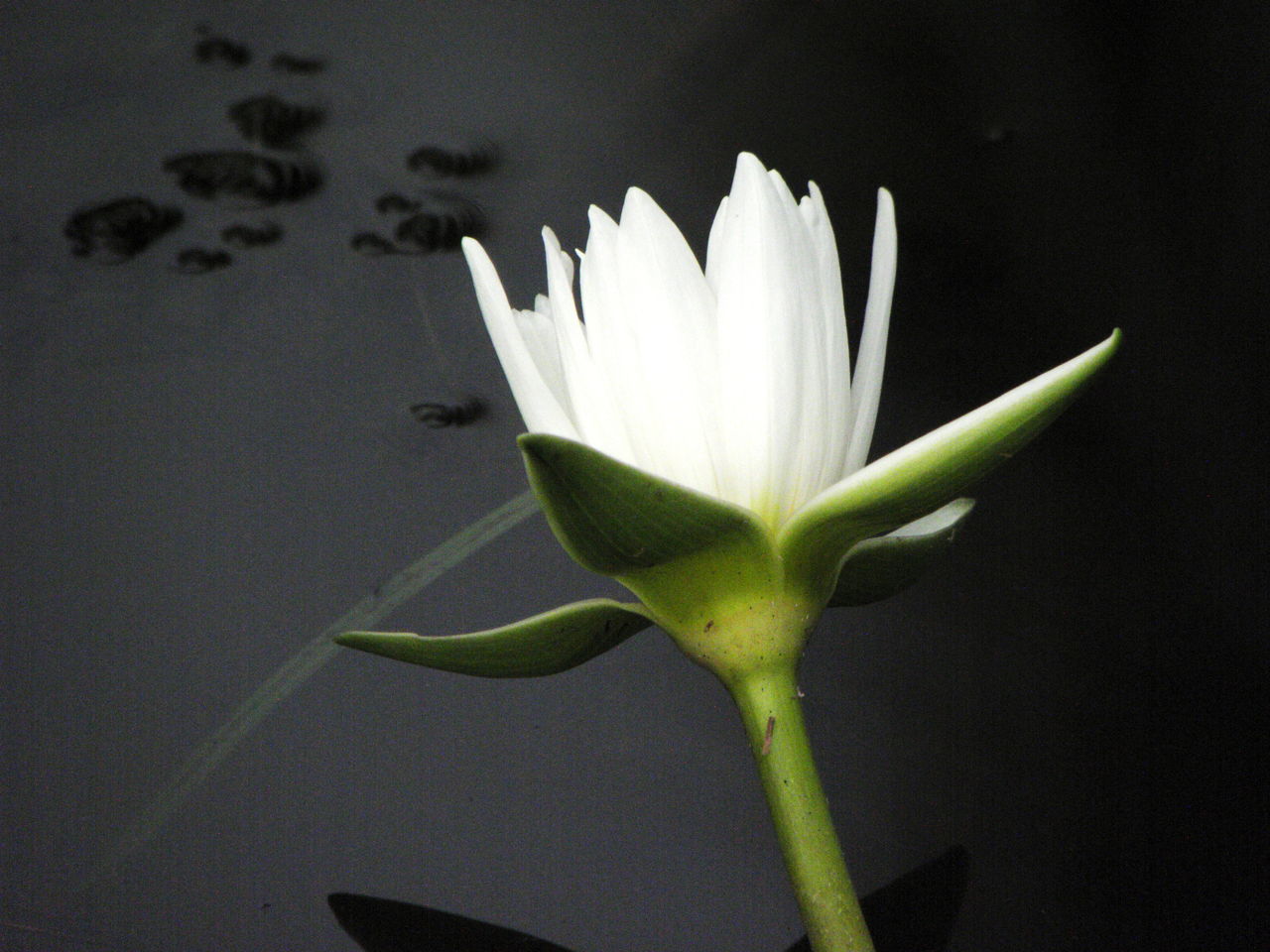 White Lotus
