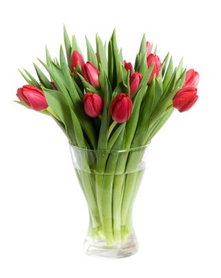 Closeup Of Red Tulips