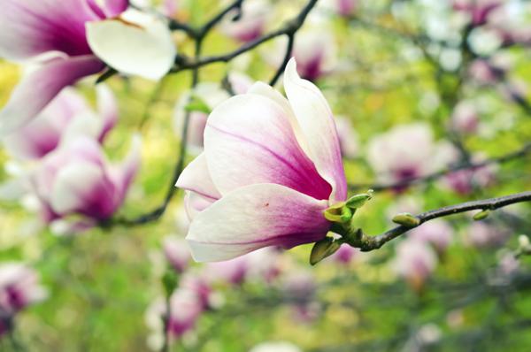 pink magnolia