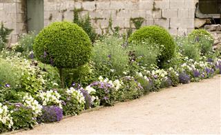 Flower Bed