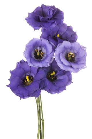 Eustoma