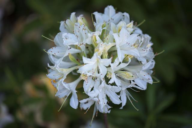 White Rhododendron Flowers