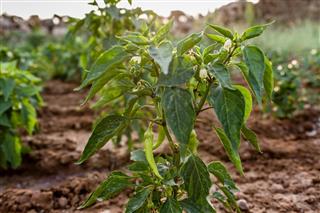 Green Chili Pepper Plant