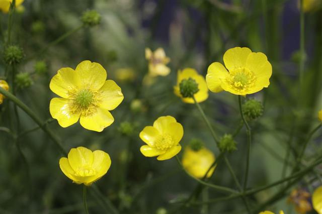 Yellow Flowers