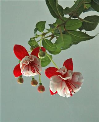 Fuchsia Flower