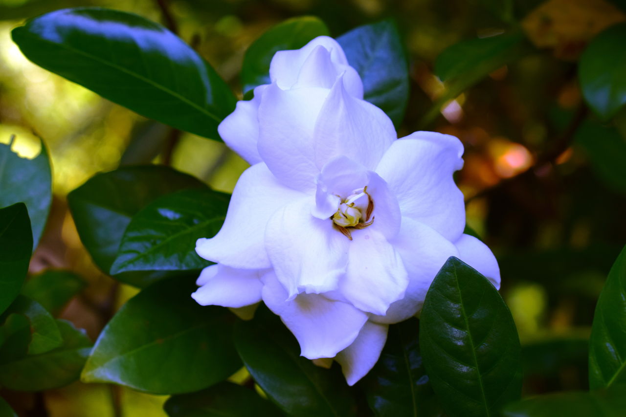 Pure White Natural Gardenia