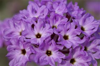 Desert Sand Verbena