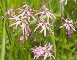 Ragged Robin