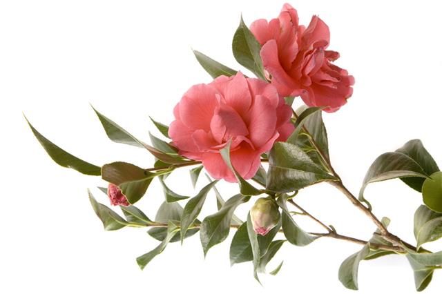 Camellia In Bloom