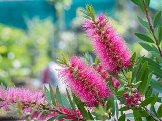 Bottle brush tree and flower
