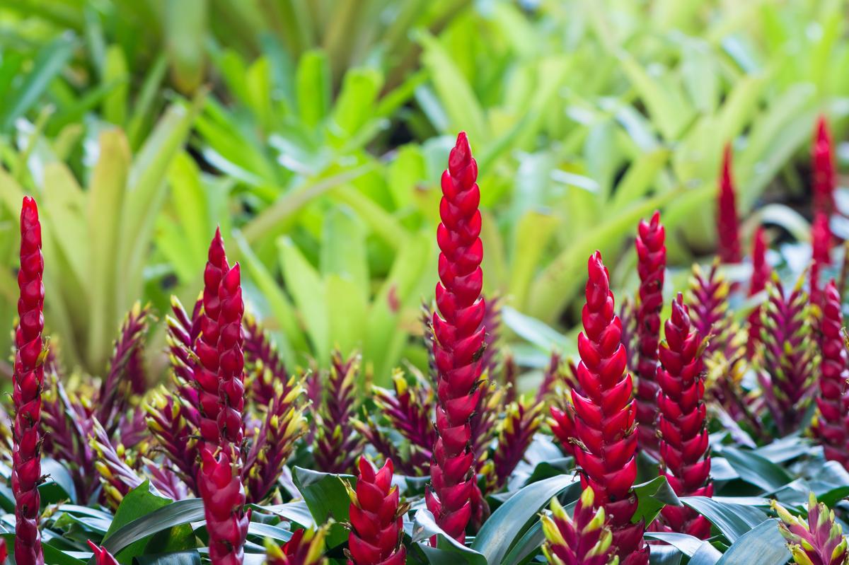 Bromeliad plant