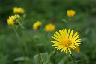 Yellow Chamomile