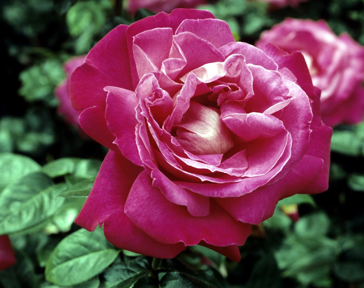 Tea hybrid Rose; Baron de Rothschild