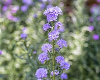 Field Of Aster