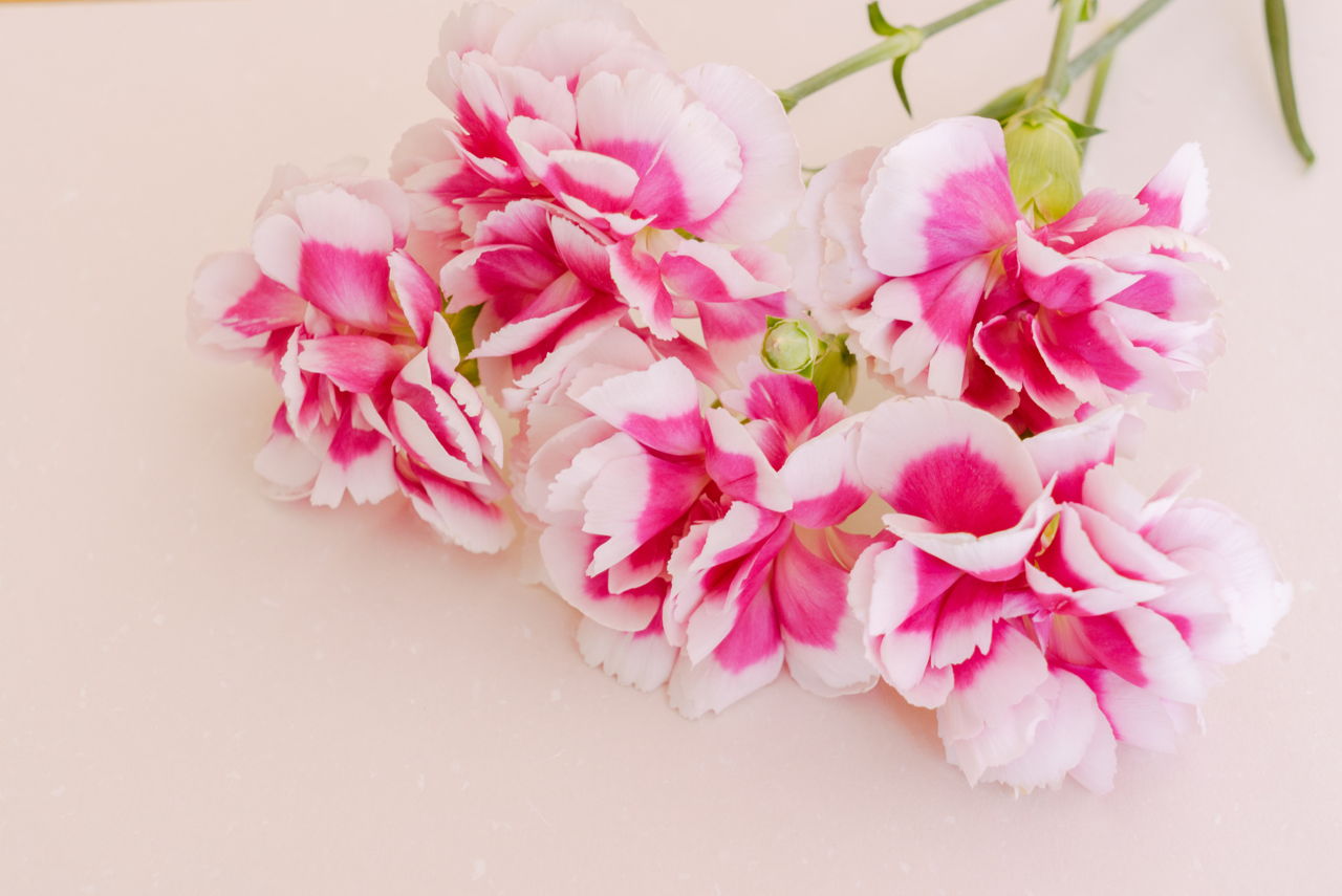 Carnation Flower
