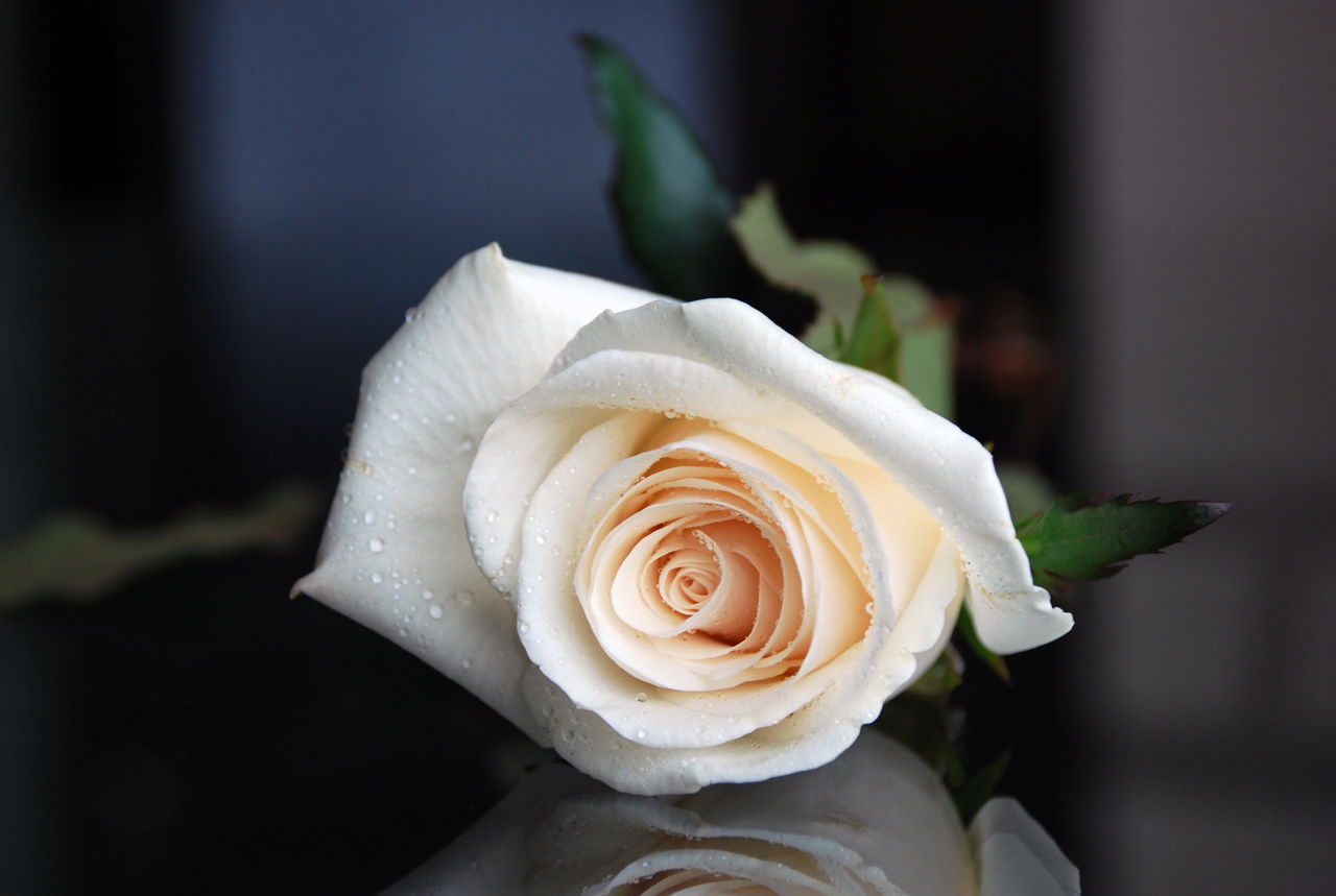 White Rose