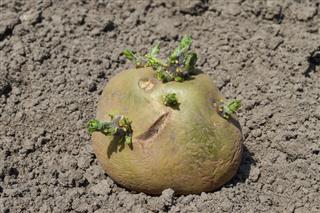 Sprouted Potatoes