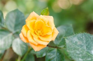 Yellow Rose Flower