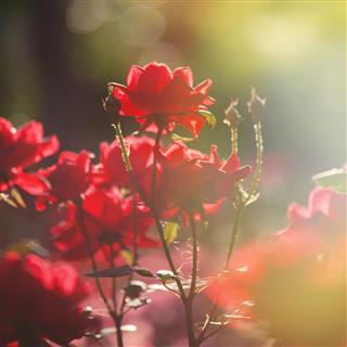Sun kissed rose. square format