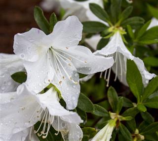 White Azalea