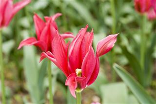 Tulips Close Up