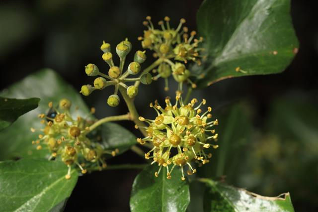 Ivy Flowers