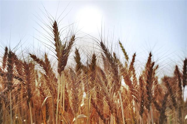 Wheat And Sunny Day