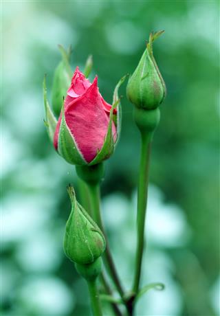 Rosebuds