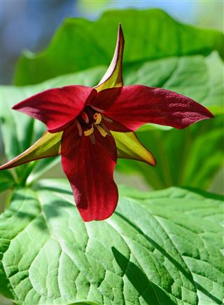 Single Red Trillium Blossom