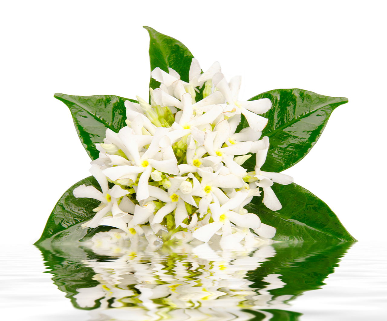 Jasmine Flowers