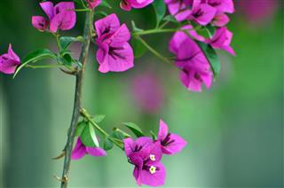 Blossoming Bougainvillea