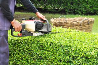 Gardener Trimming Green Bush With Trimmer