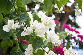 Beautiful Bougainvillea