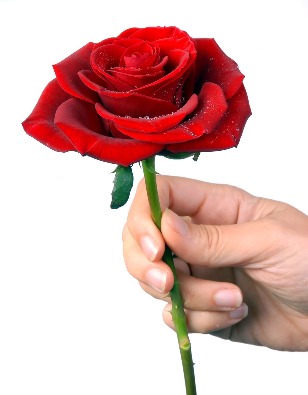 Red Rose With Droplets