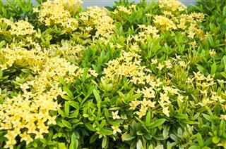 West Indian Jasmine Flower