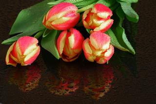 Tulips