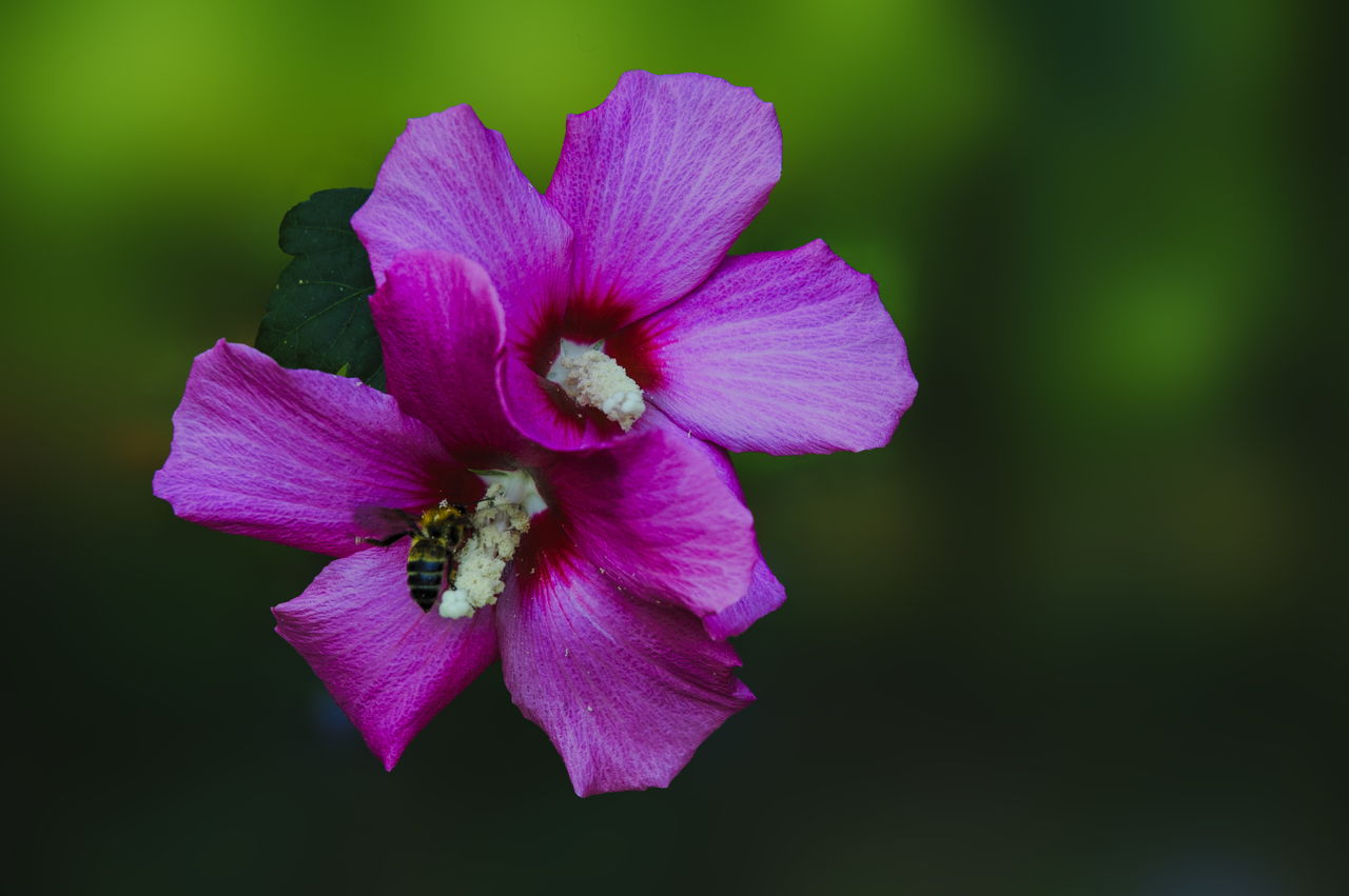 Rose Of Sharon