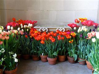 Tulips And Marble