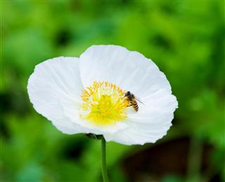 Honeybee collecting pollen on corn poppy flower